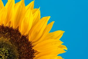 Foto close-up de um girassol bem amarelo contra um fundo bem azul claro