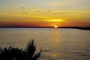 Foto de silhueta de palmeiras perto de um corpo de água cristalino refletindo o pôr-do-sol sobre o qual pairam algumas aves