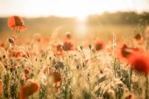 Foto de um campo ensolarado, com alguns ramos verdes e flores avermelhadas em destaque